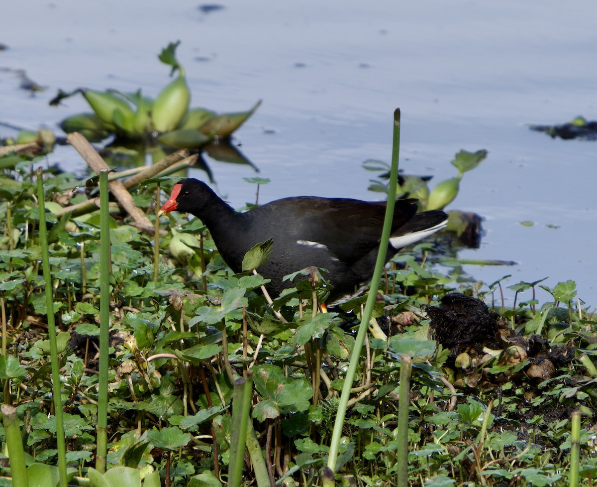 Gallinule d'Amérique (groupe galeata) - ML646079174