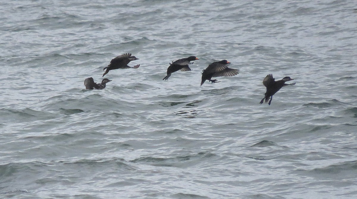 turpan žlutozobý - ML646079185