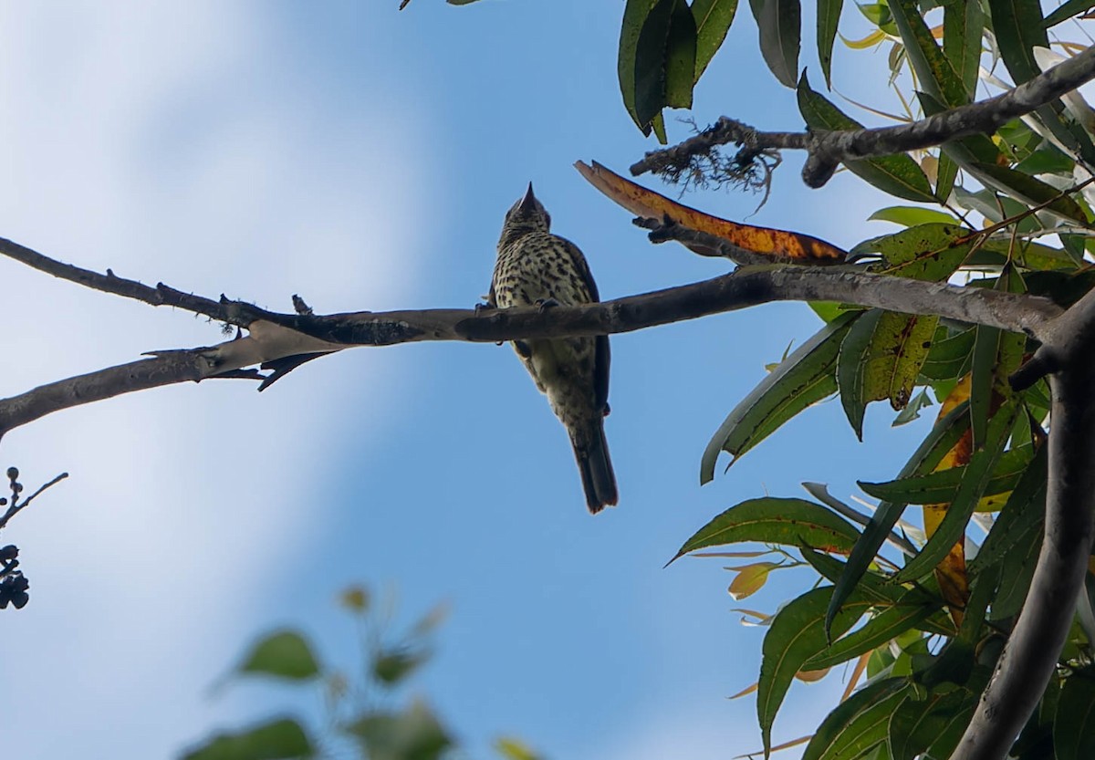 Sharpbill - ML646079193