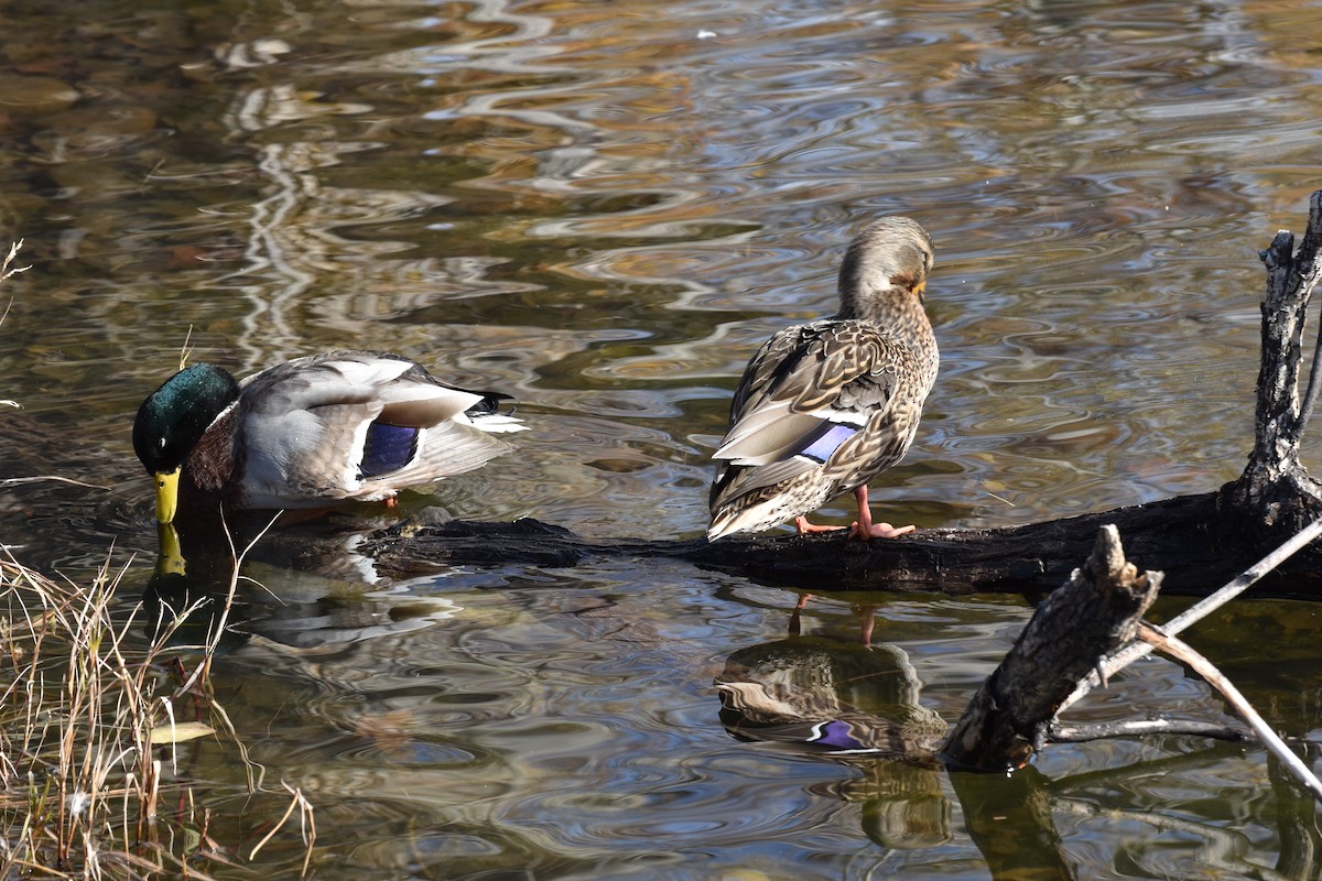 綠頭鴨 - ML646079202