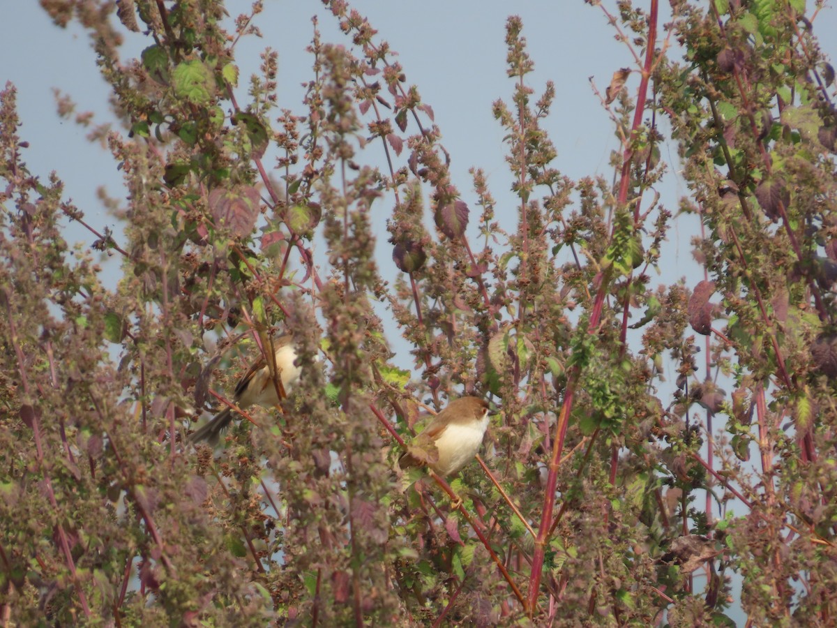Yellow-eyed Babbler - ML646079208
