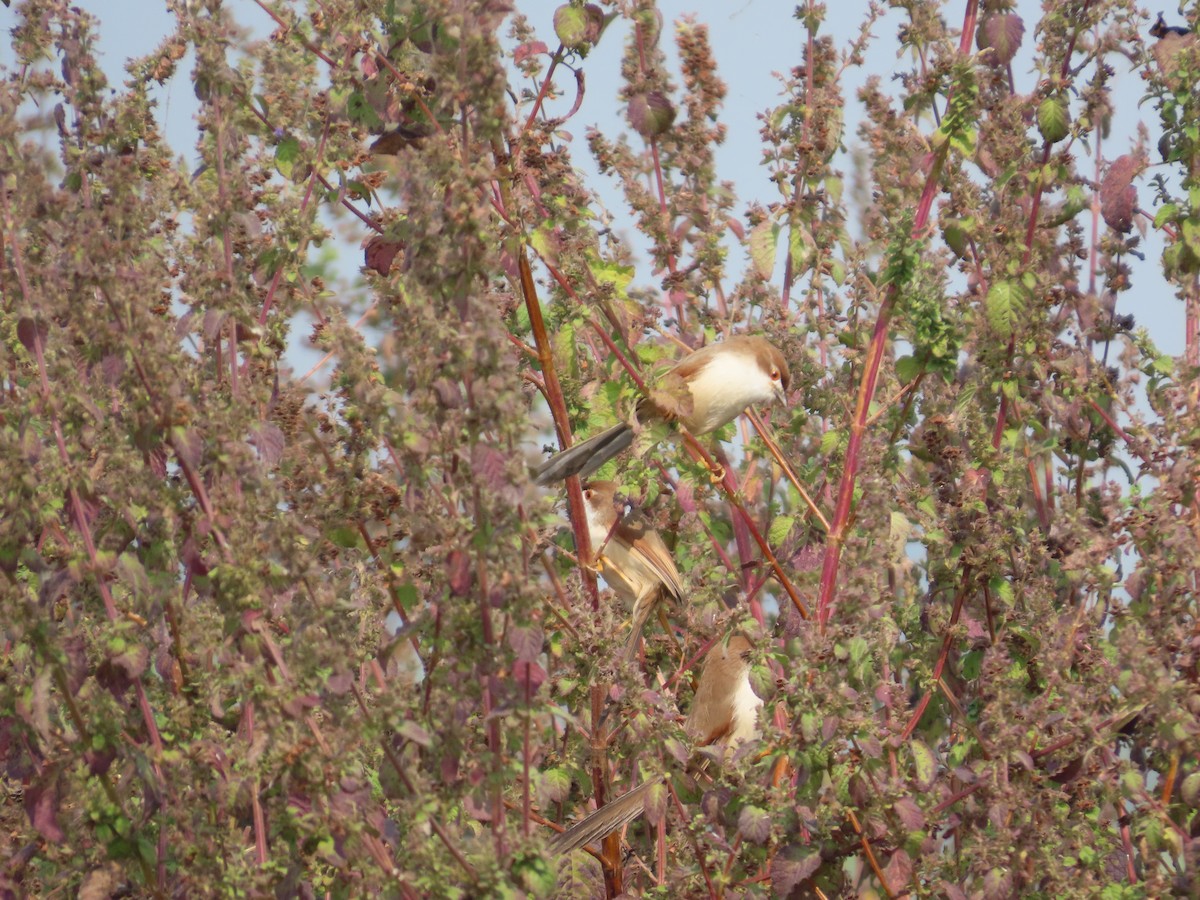 Yellow-eyed Babbler - ML646079209