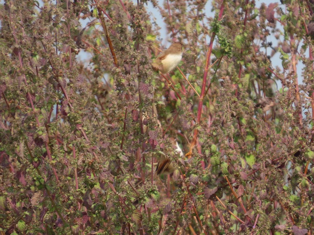 Yellow-eyed Babbler - ML646079210