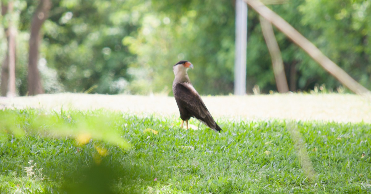Crested Caracara - ML646079211