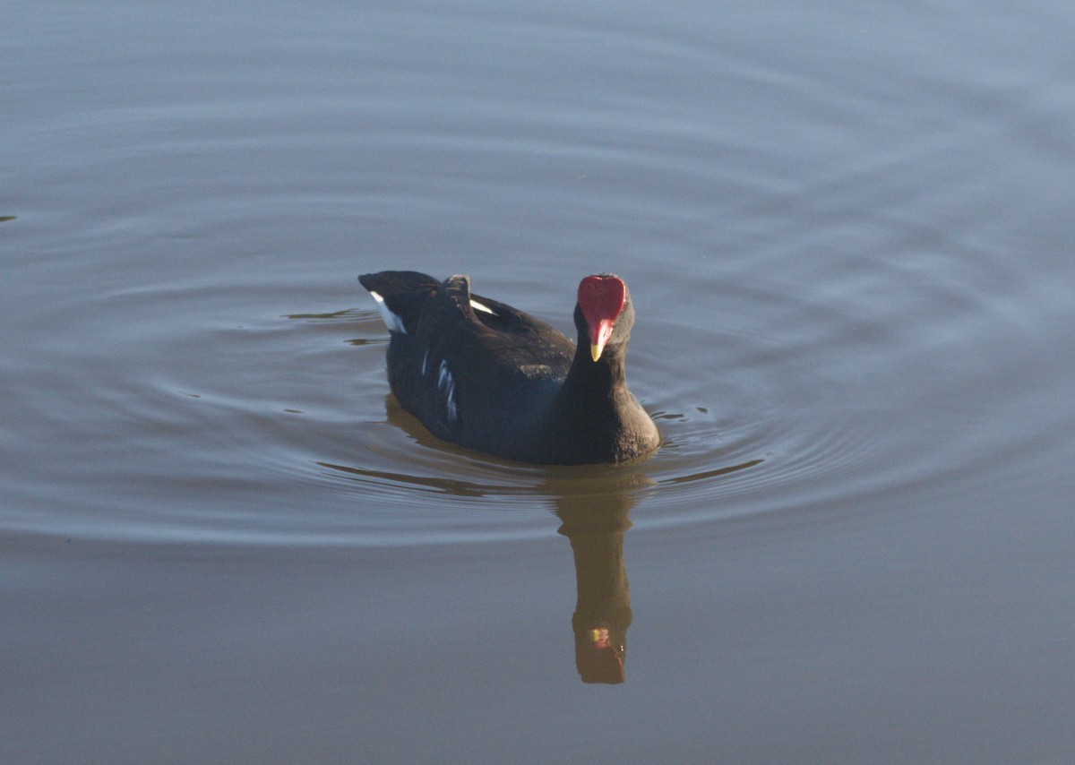 Gallinule d'Amérique - ML646079216