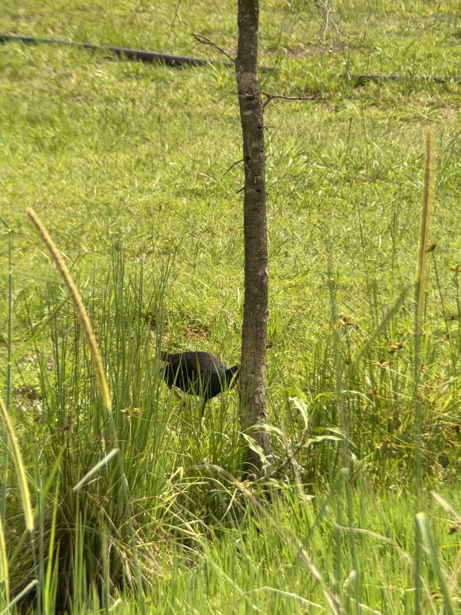 Australasian Swamphen - ML646079218