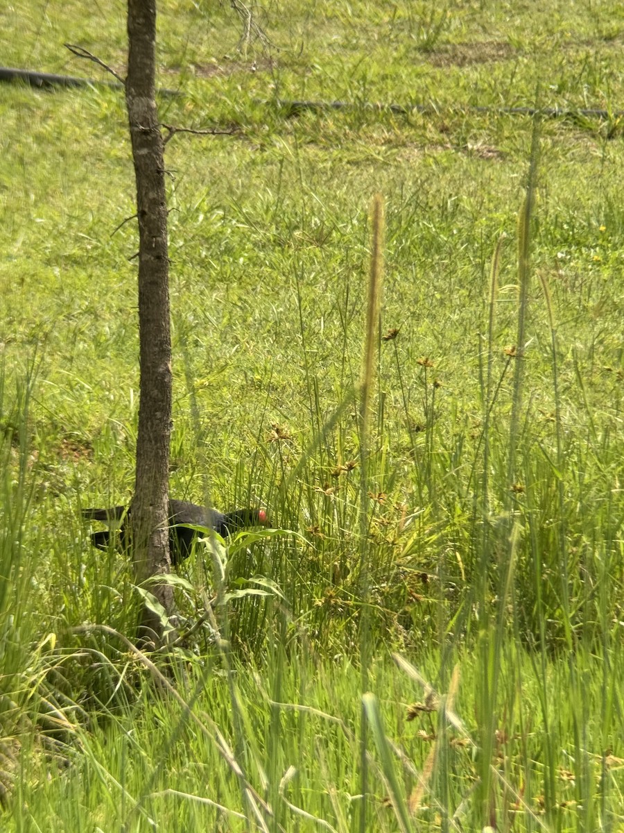 Australasian Swamphen - ML646079219