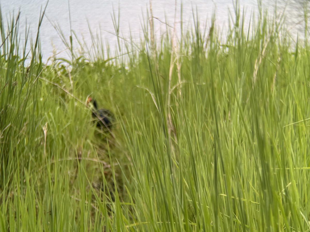 Australasian Swamphen - ML646079220