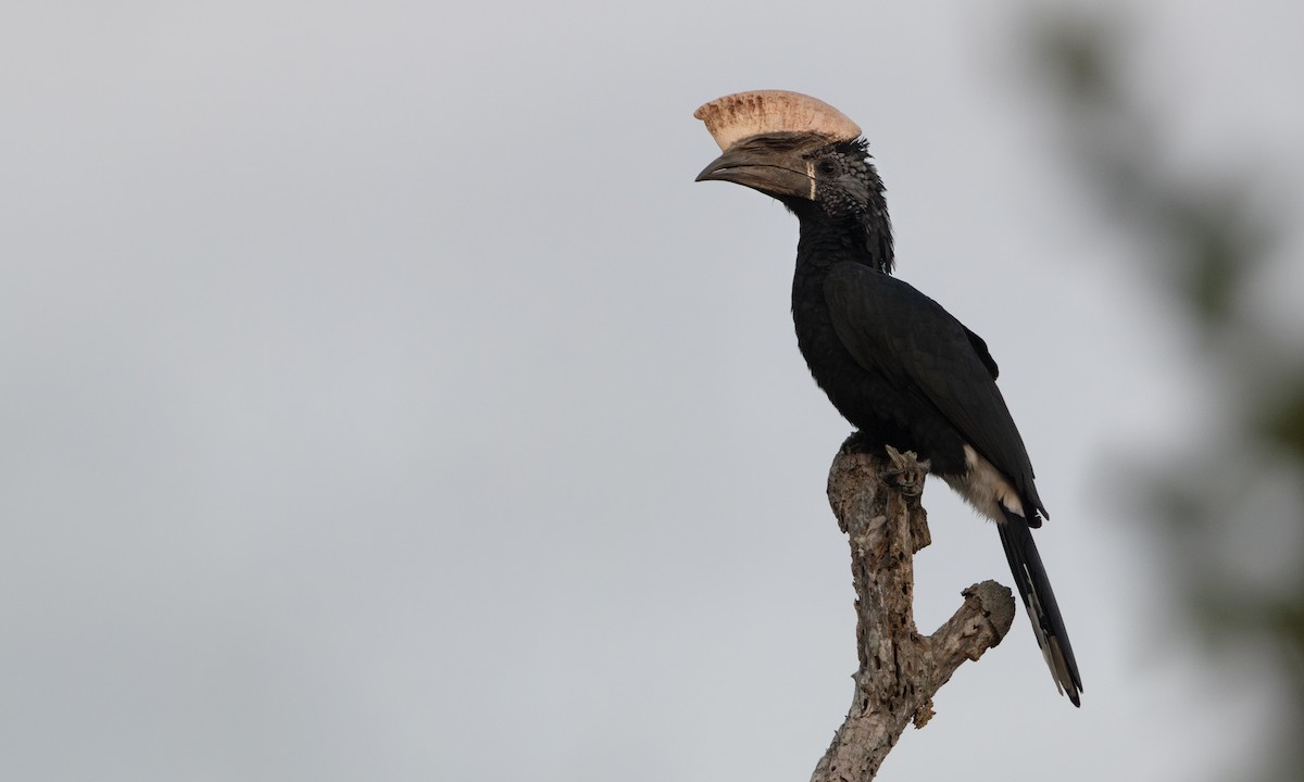 Silvery-cheeked Hornbill - ML646079225