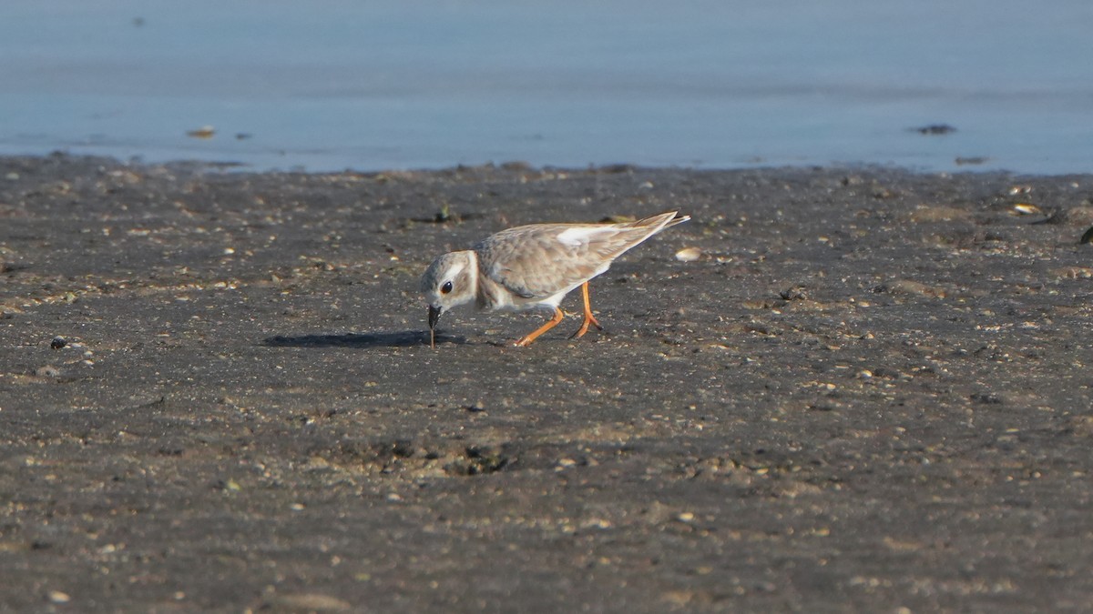 Piping Plover - ML646079227