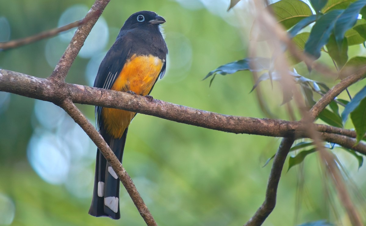 Black-headed Trogon - ML646079228