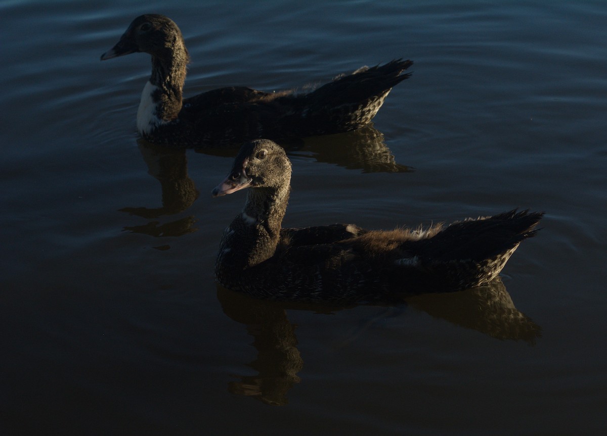 Muscovy Duck - ML646079231
