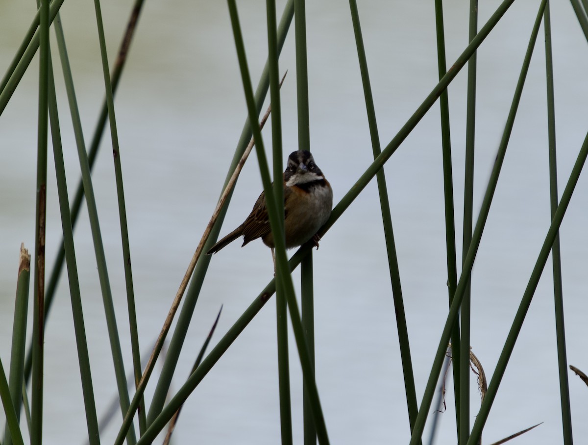 Kızıl Enseli Serçe [capensis grubu] - ML646079232