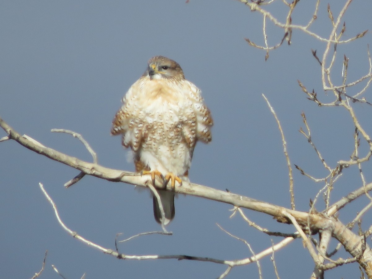 Ferruginous Hawk - ML646079233