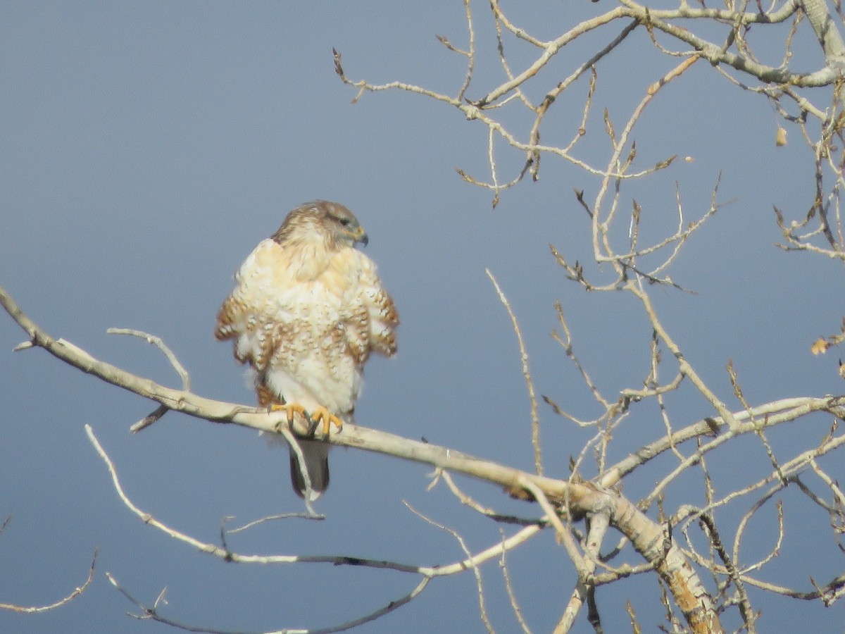 Ferruginous Hawk - ML646079234