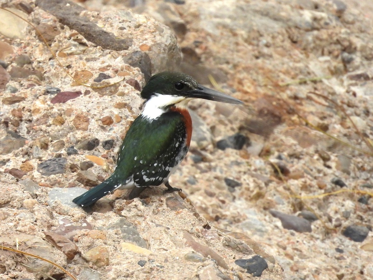 Green Kingfisher - ML646079236