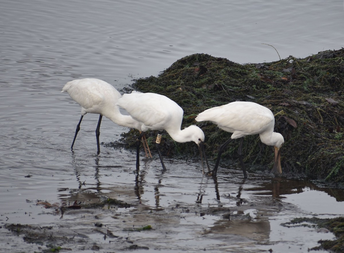 Eurasian Spoonbill - ML646079237