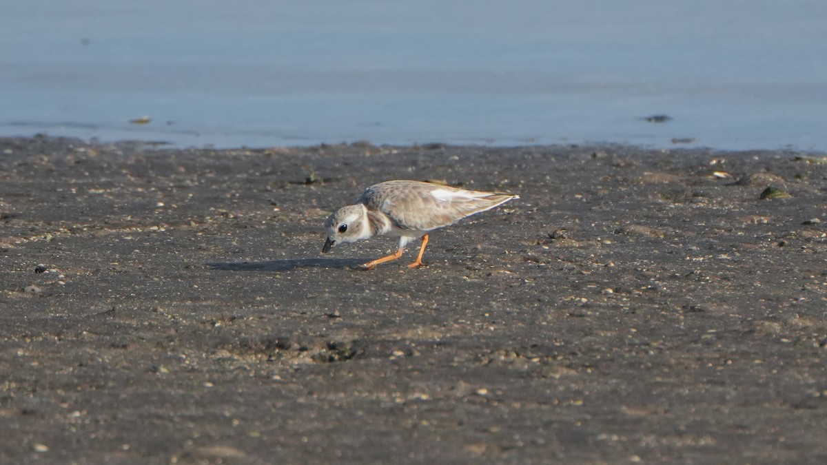 Piping Plover - ML646079245