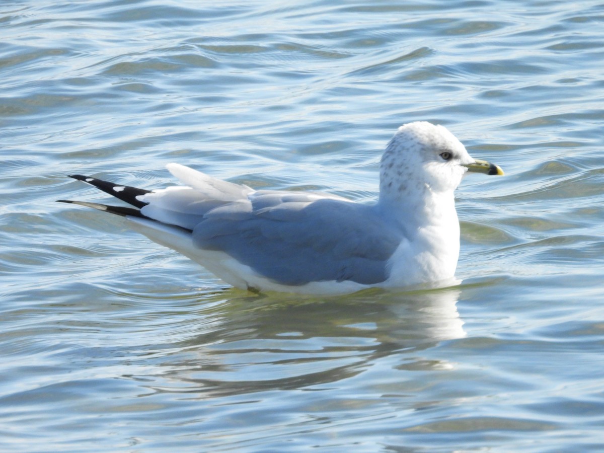 Мартин делаверський - ML646079246