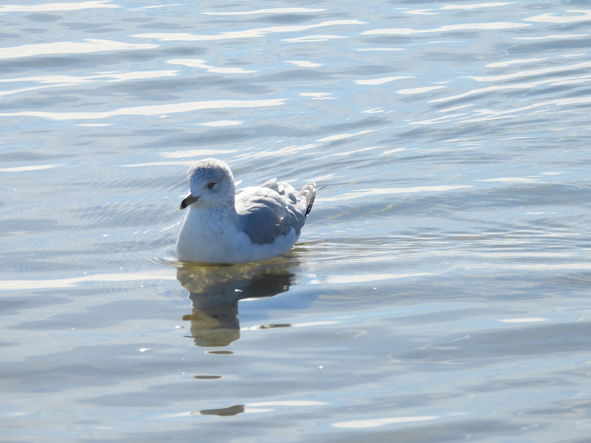 Мартин делаверський - ML646079247