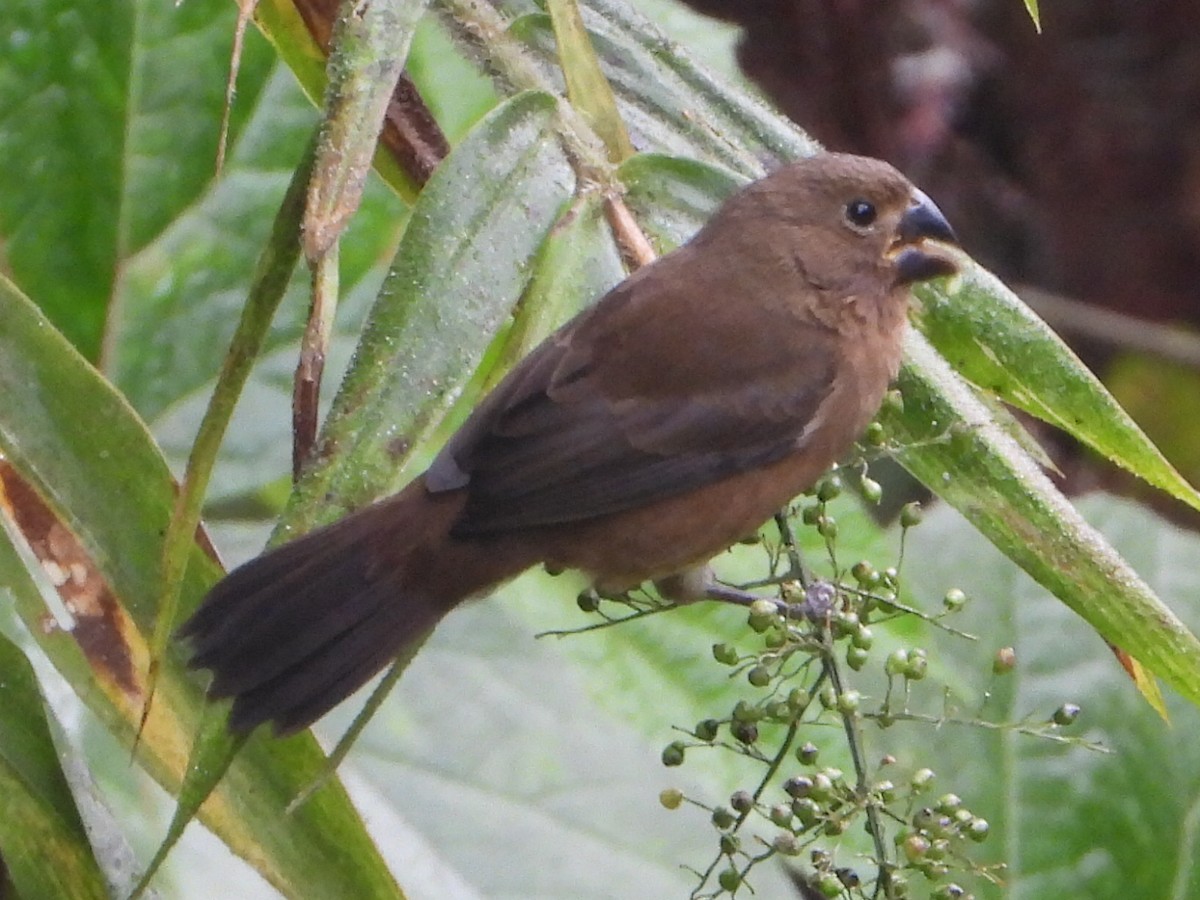 Thick-billed Seed-Finch - ML646079248