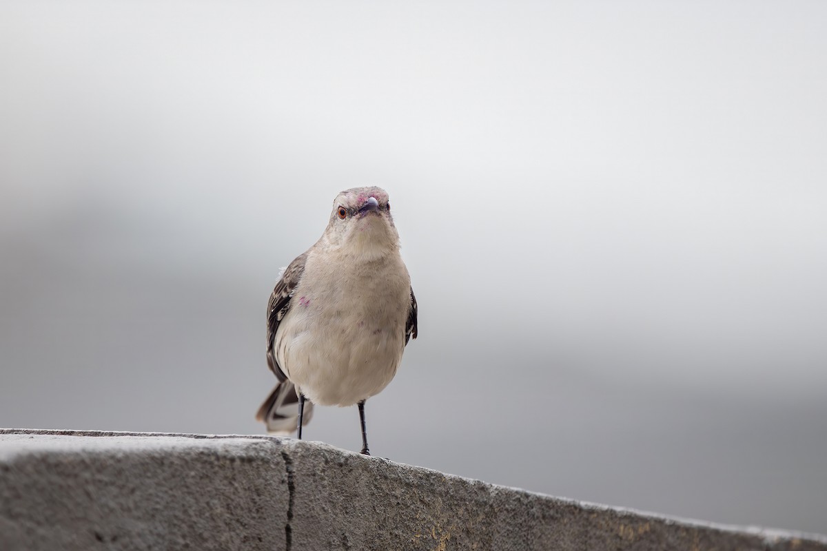 Tropikal Taklitçi - ML646079250