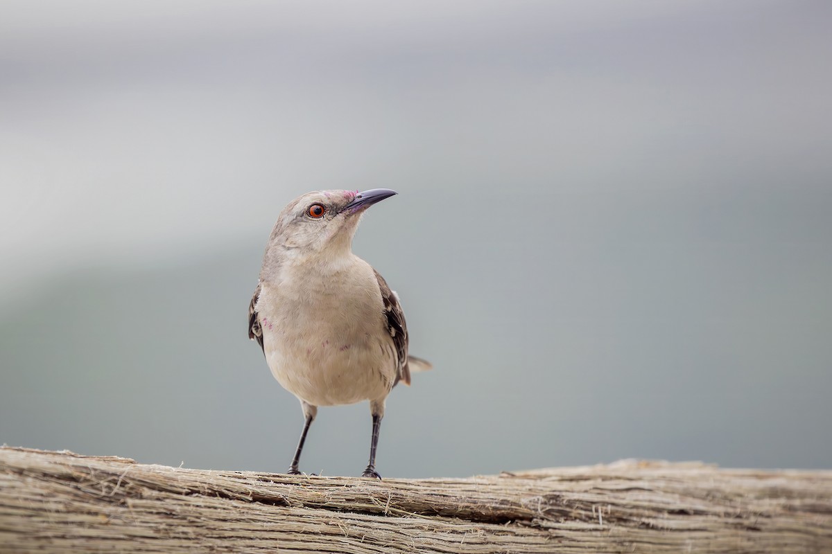 Tropikal Taklitçi - ML646079251