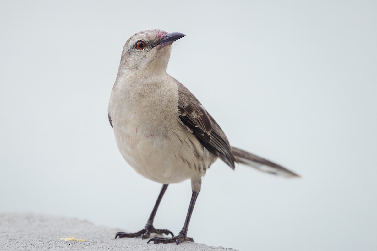 Tropikal Taklitçi - ML646079252