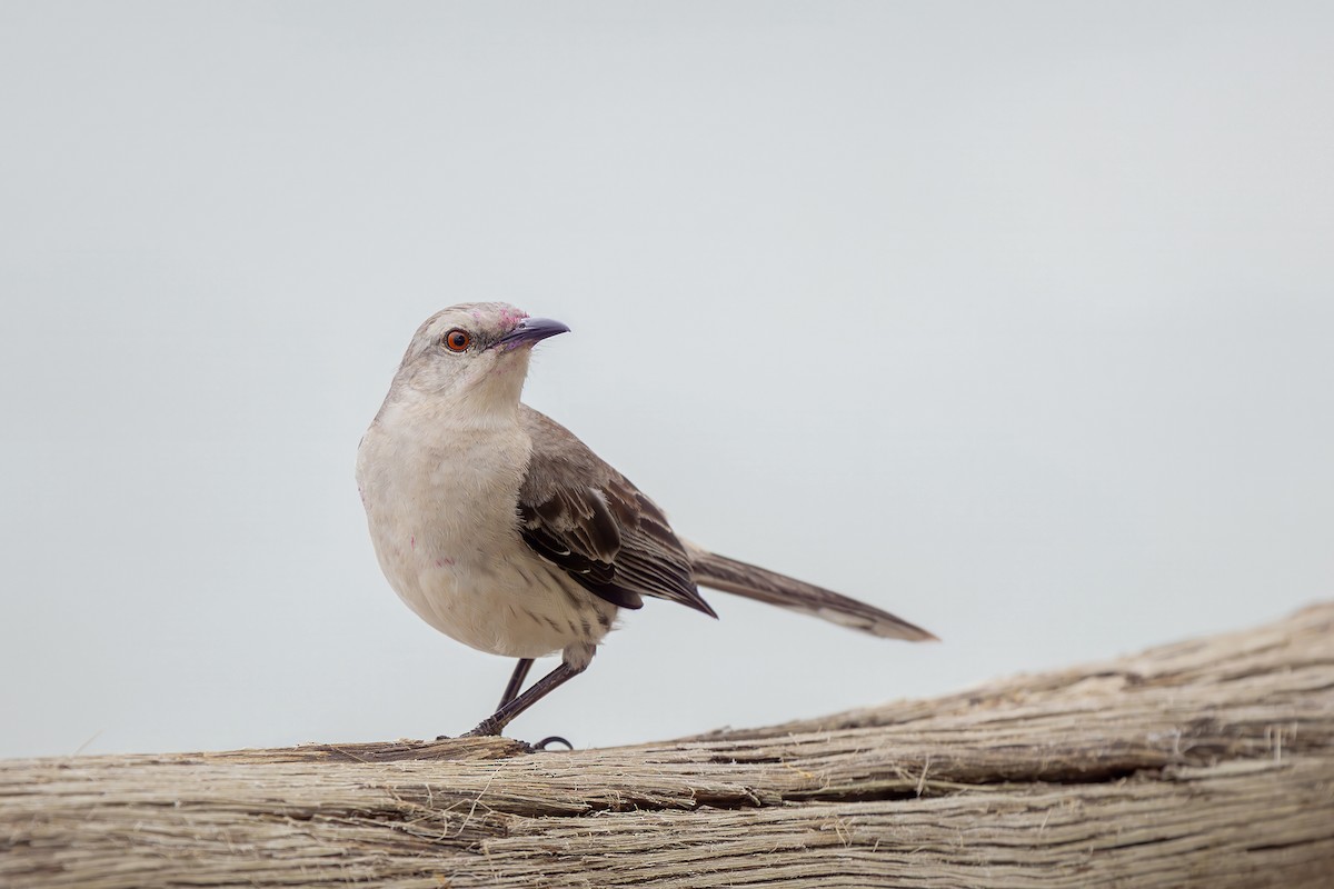 Tropikal Taklitçi - ML646079253