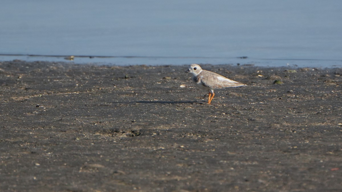 Piping Plover - ML646079256