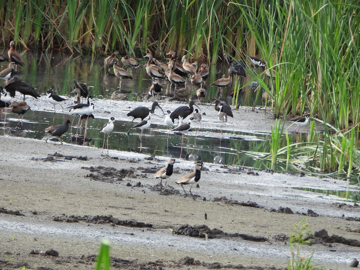 Gallinule d'Amérique - ML646079264