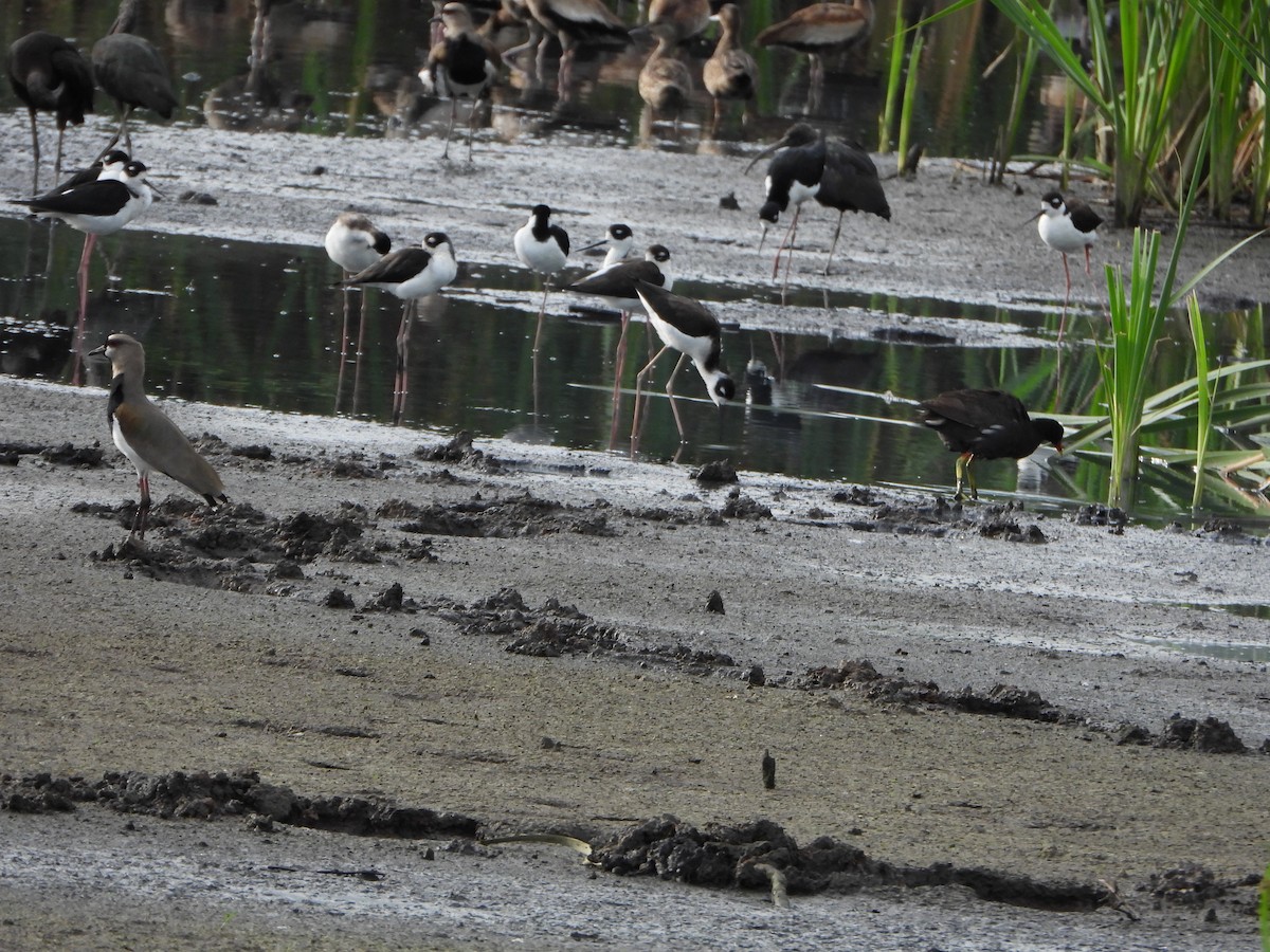 Gallinule d'Amérique - ML646079265