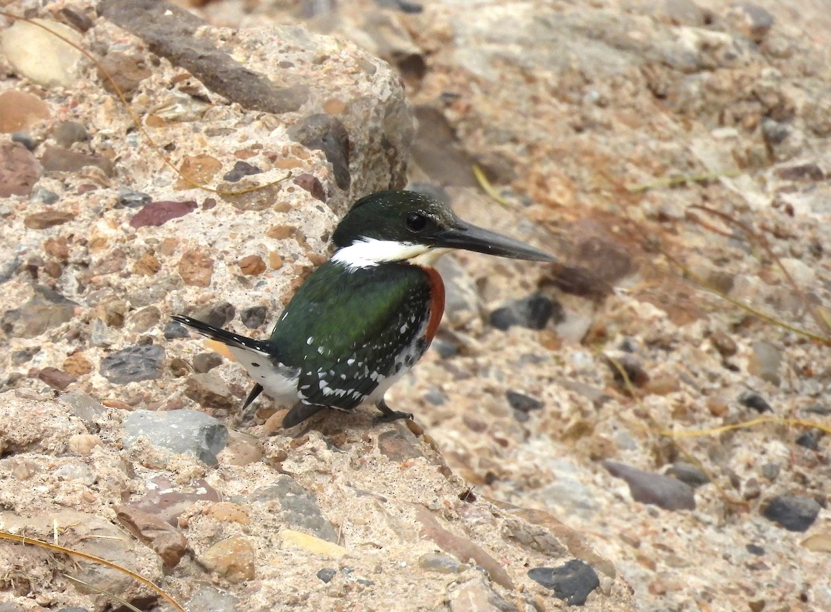 Green Kingfisher - ML646079268