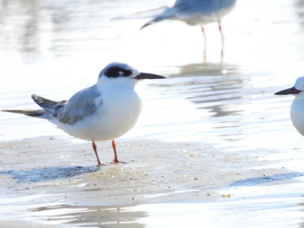 Крячок неоарктичний - ML646079276