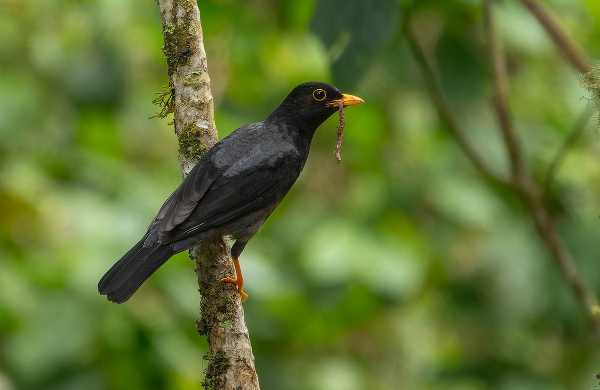Yellow-legged Thrush - ML646079291