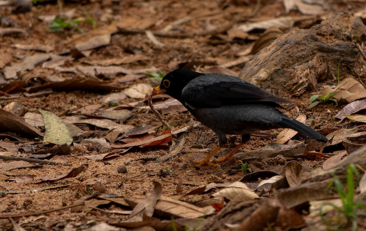 Yellow-legged Thrush - ML646079292