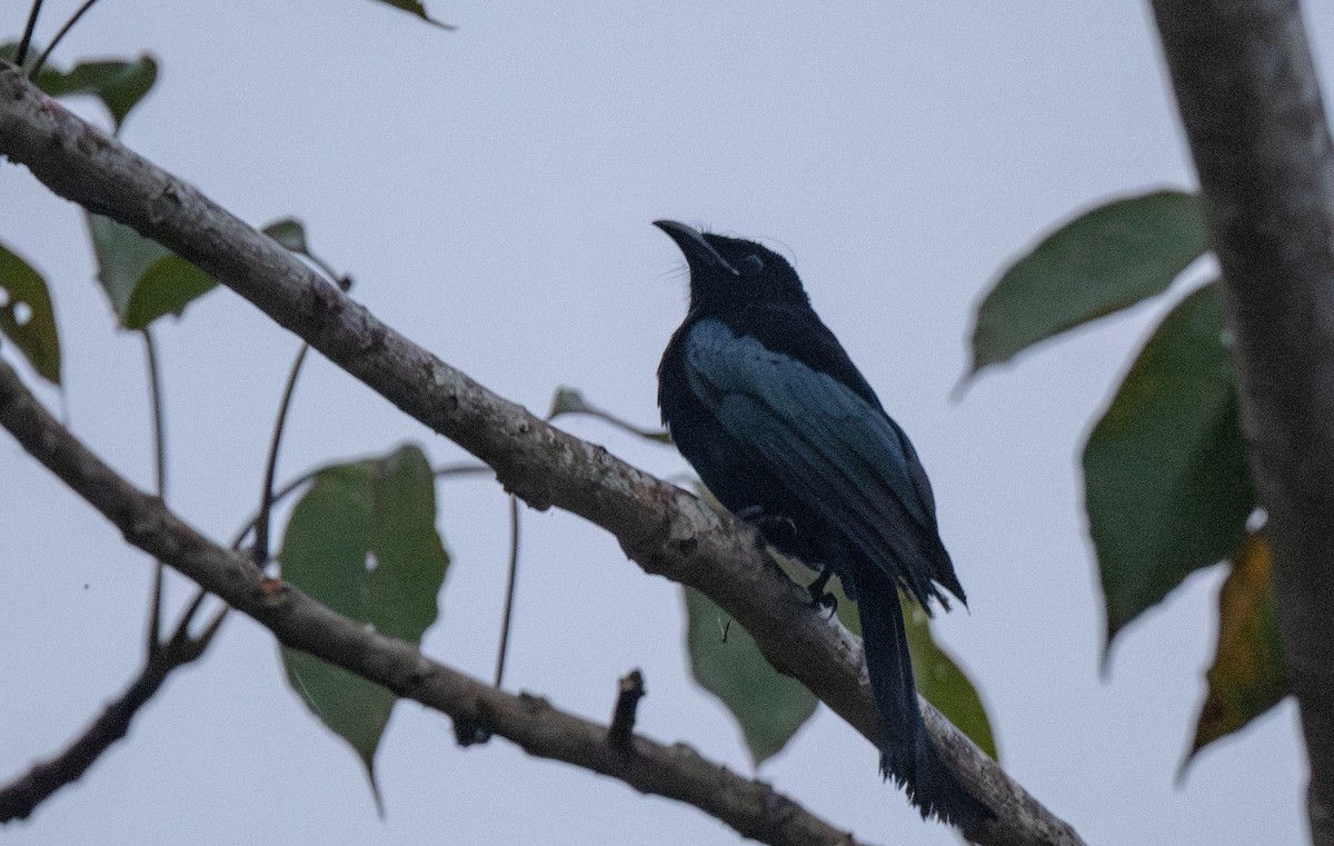 Hair-crested Drongo - ML646079295