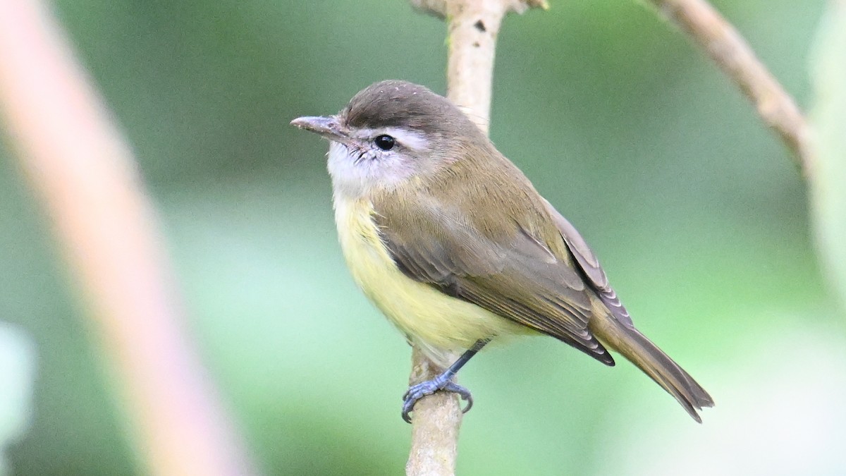 Віреон андський - ML646079296