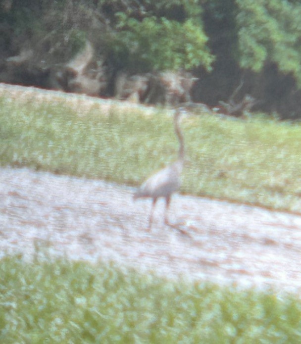 Чапля північна [група herodias] - ML646079297