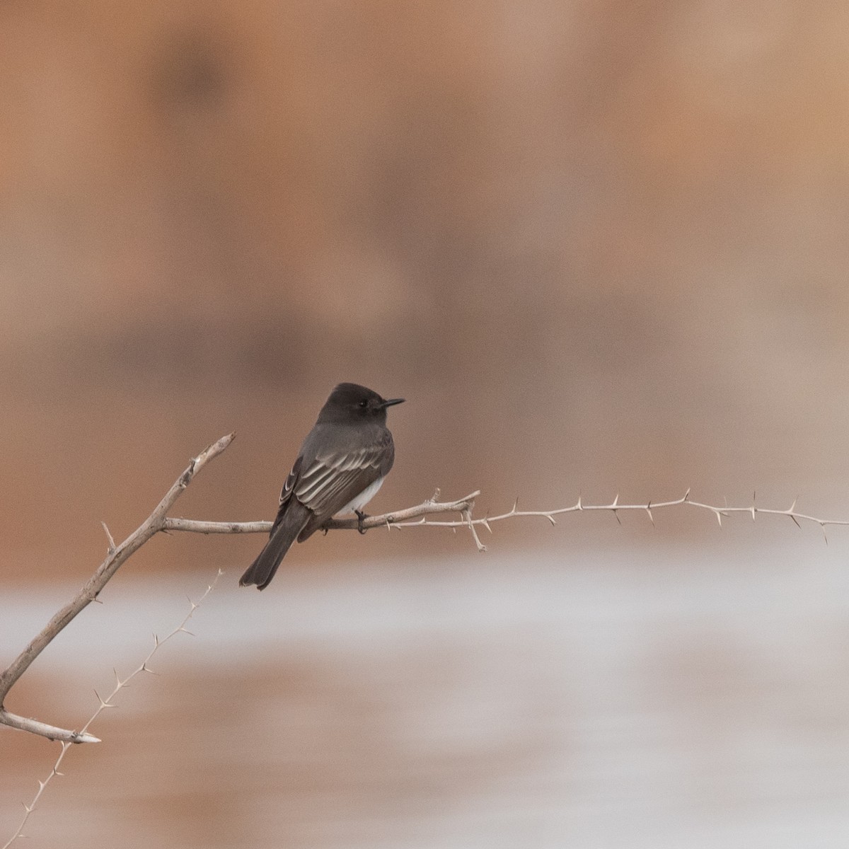 Феб чорний - ML646079298