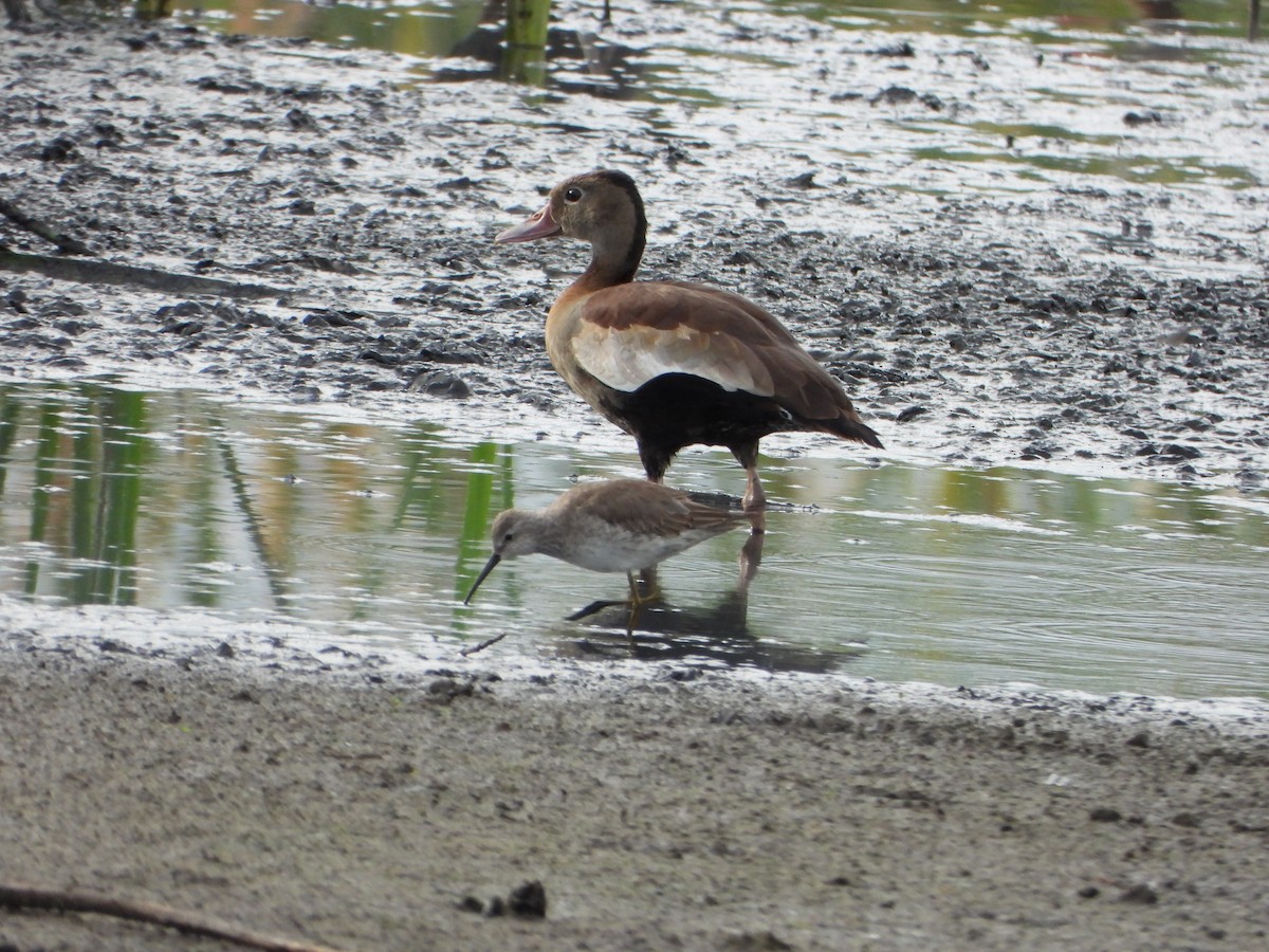Свистач червонодзьобий - ML646079299