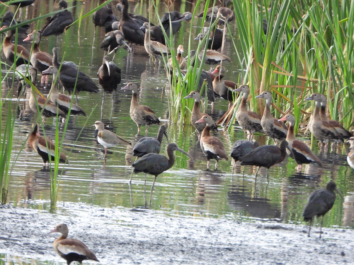 Свистач червонодзьобий - ML646079300