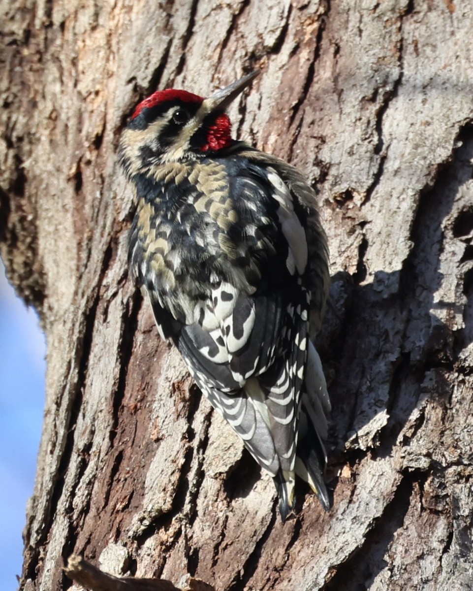 Дятел-смоктун жовточеревий - ML646079301