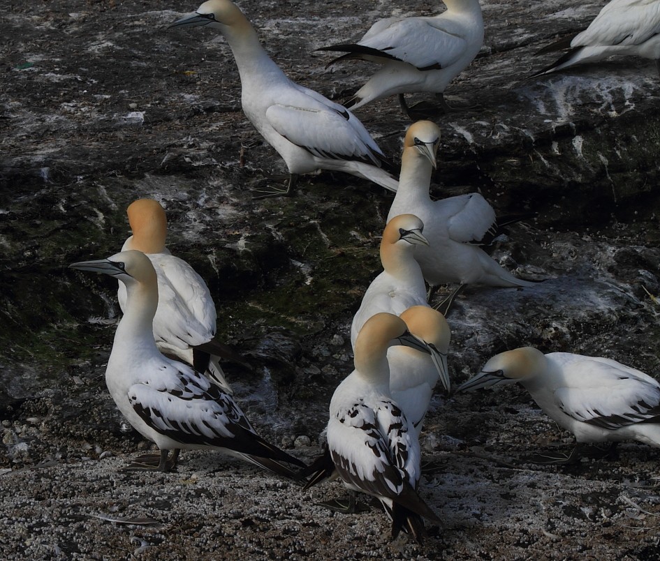 Сула атлантична - ML646079302