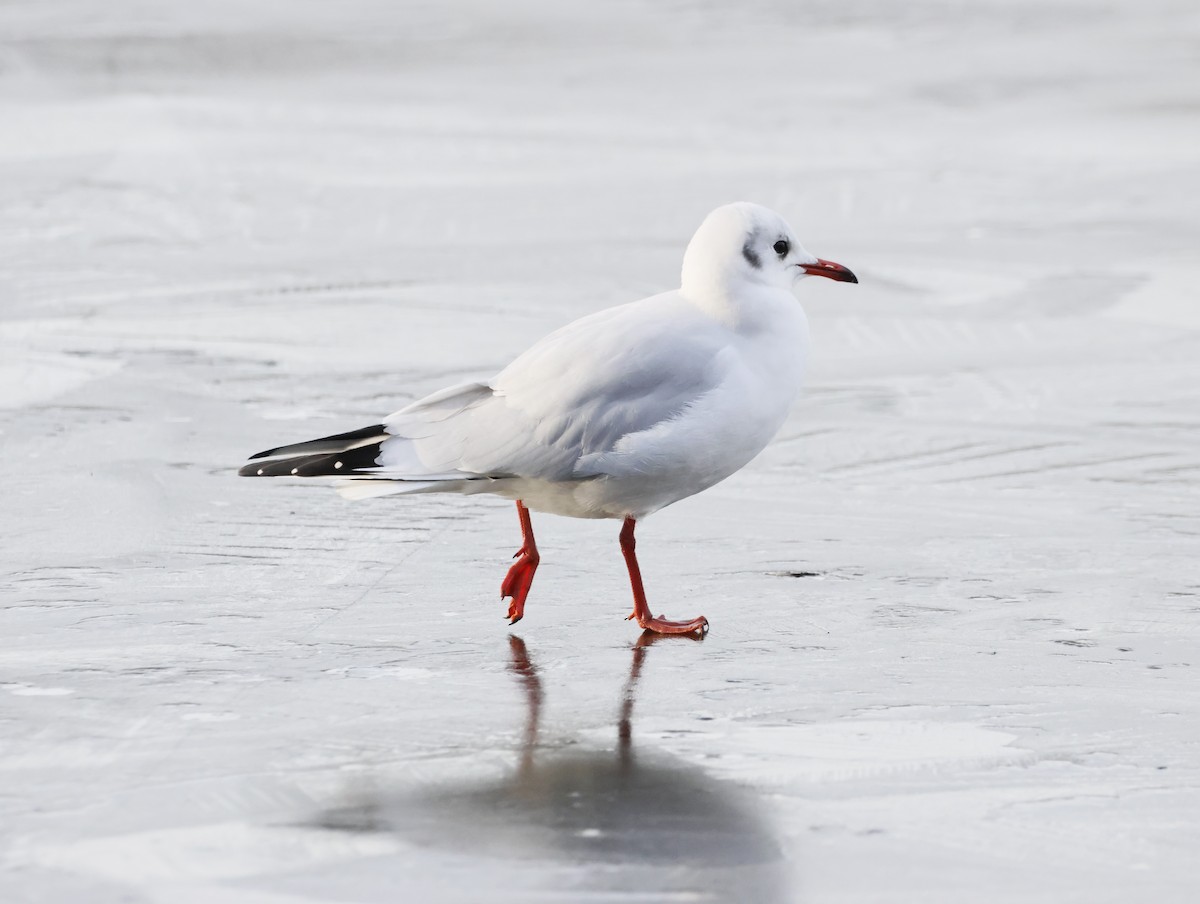 Мартин звичайний - ML646079303