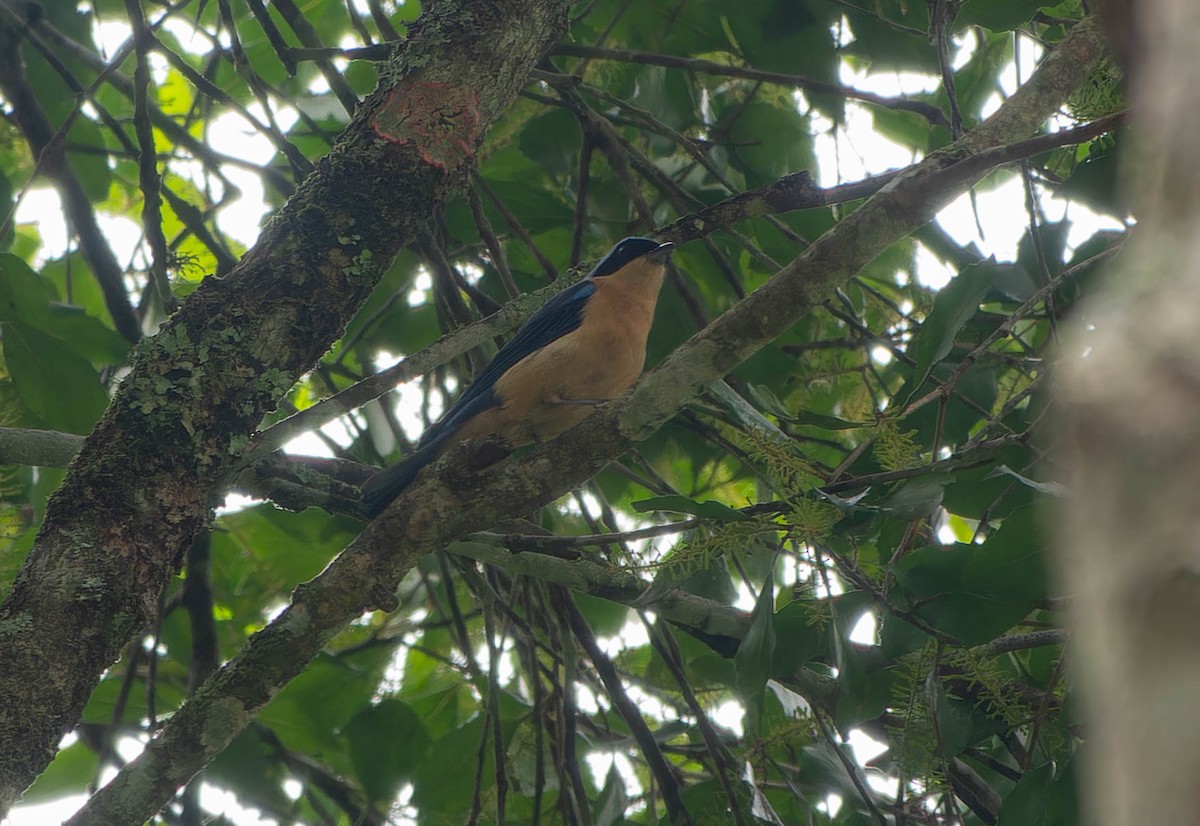 Блакитар вохристочеревий - ML646079304