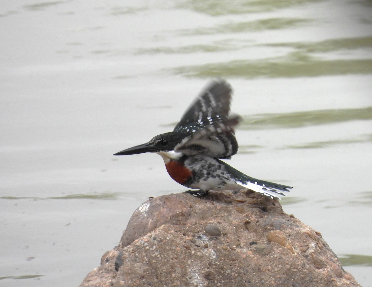 Рибалочка зелений - ML646079308