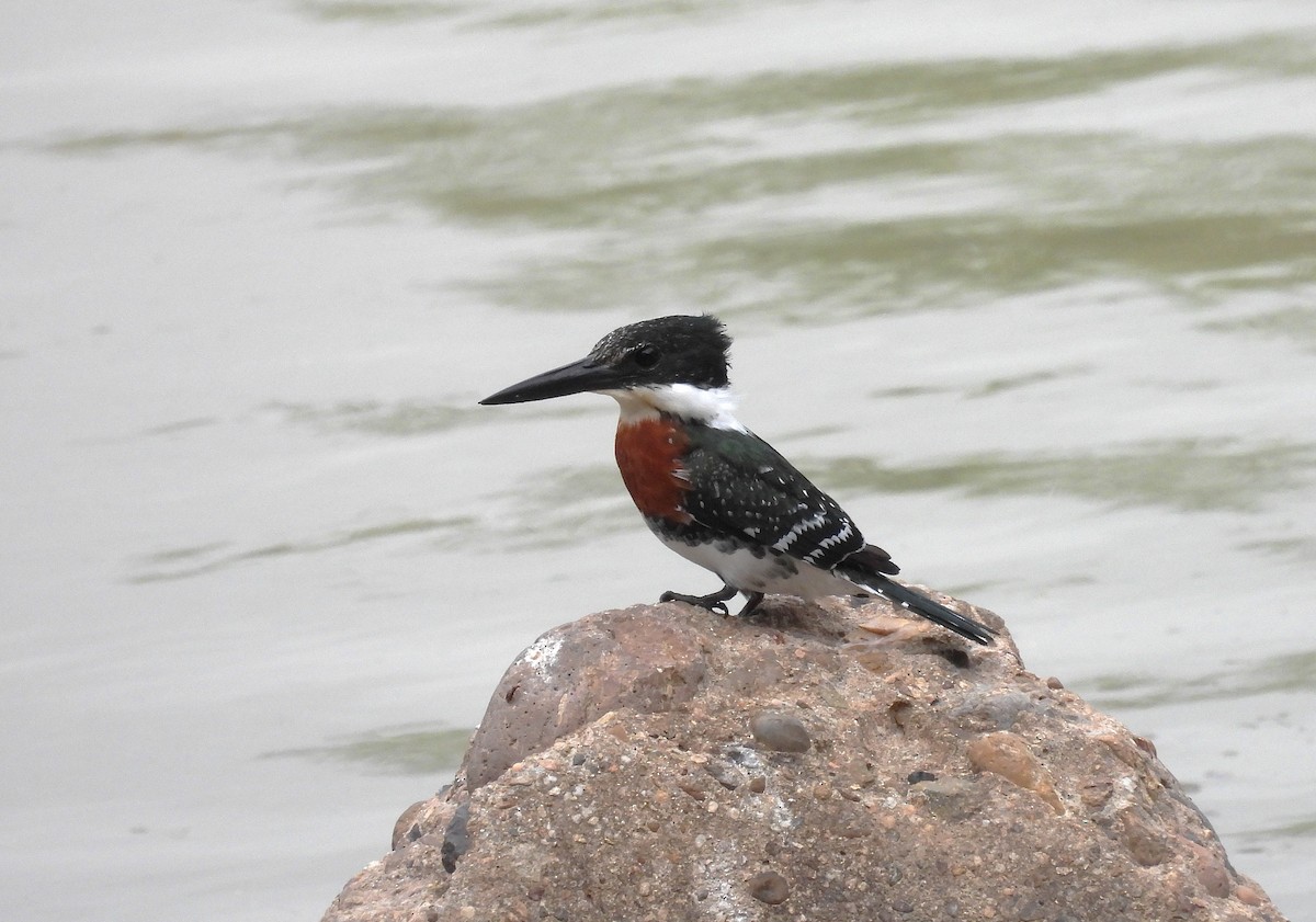 Рибалочка зелений - ML646079309