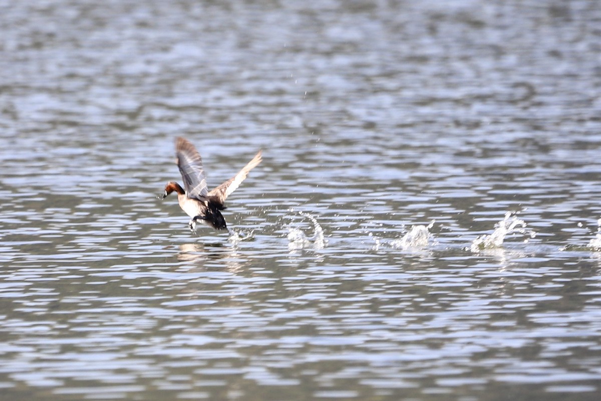 Пірникоза мала - ML646079310