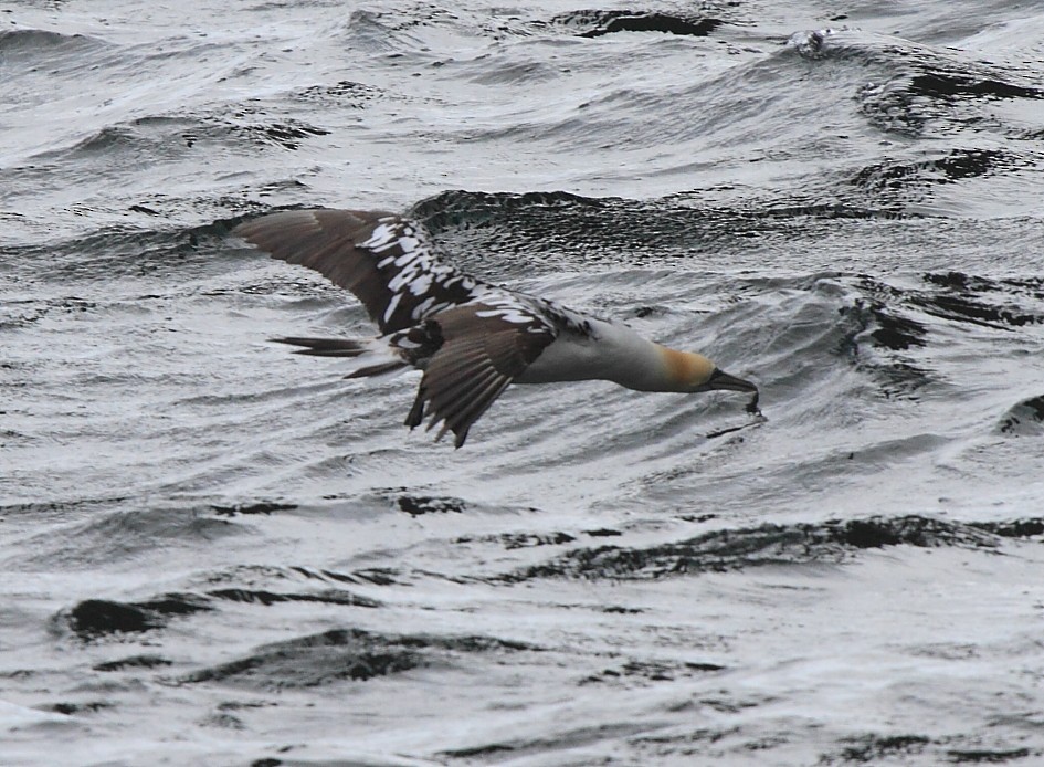 Сула атлантична - ML646079311